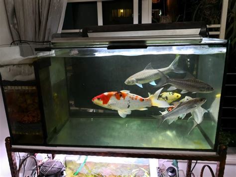 Nautisch Unze Teenager Aquarium With Built In Filter Roboter Mach Das