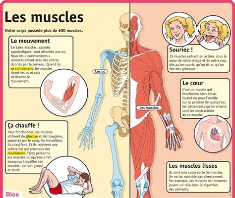 Corps Humain Os Et Muscles