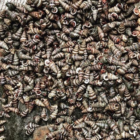 Siput sedut masak lemak cili api. Resipi Siput Sedut Masak Lemak - Wanita Kelantan