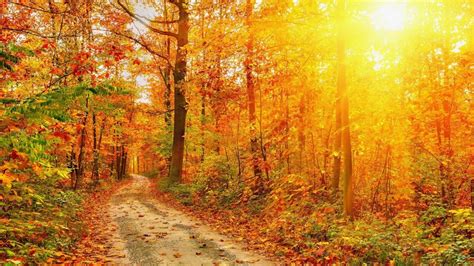 Fall Nature Sunlight Forest Trees Plants Leaves Road Hd Wallpaper
