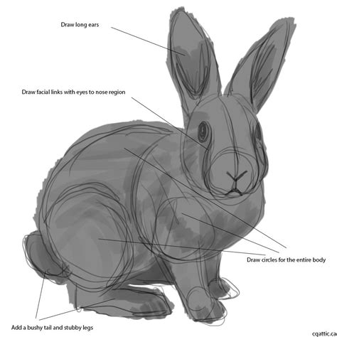 How To Draw A Rabbit In 4 Steps With Photoshop Bunny Drawing Rabbit