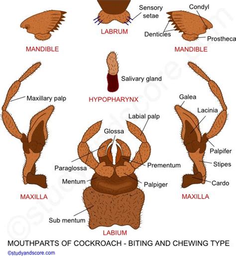 Tabanidae Mouthparts