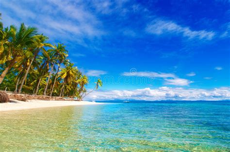 Dream Scene Beautiful Palm Trees Above The White Sand