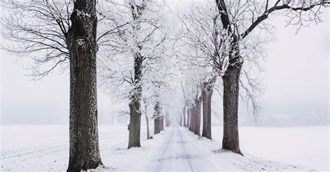 Snowy Pathway Surrounded By Bare Tree · Free Stock Photo