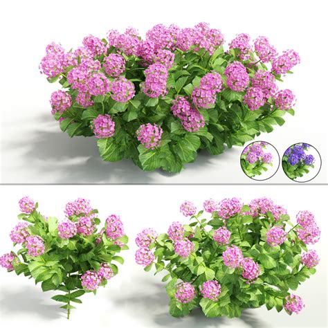 plants hydrangea 3d model cgtrader