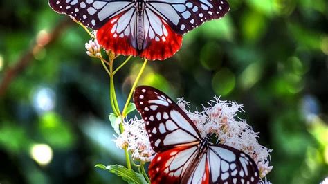 A collection of the top 45 pc wallpapers and backgrounds available for download for free. butterflies, Flowers Wallpapers HD / Desktop and Mobile ...