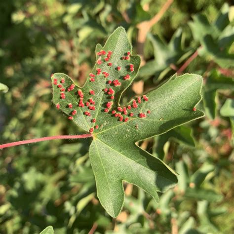 What Are The Red Dots Or Spots On My Field Maple Tree Leaves The