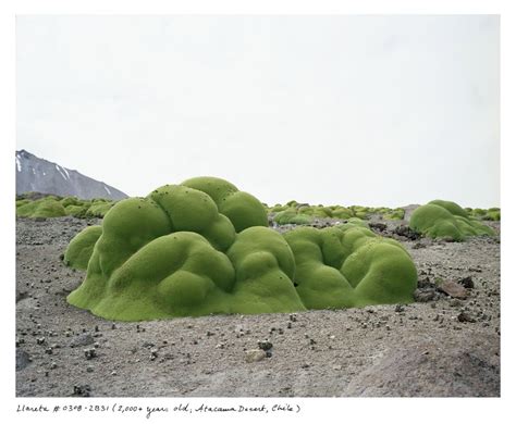 Gallery Oldest Living Things In The World Live Science