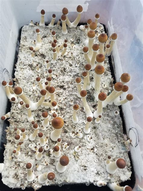 We did not find results for: 2nd Flush - Tub #1 - Coir/Verm + Spore Syringe/Rye : shrooms