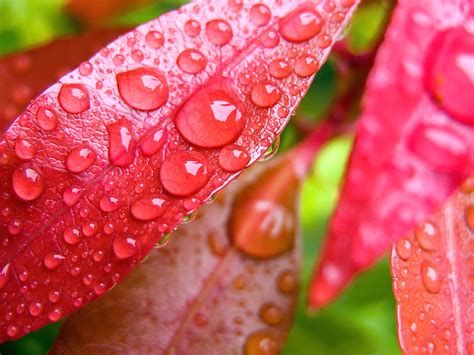 Water Drops On Leaves Wallpapers Wallpapers Hd