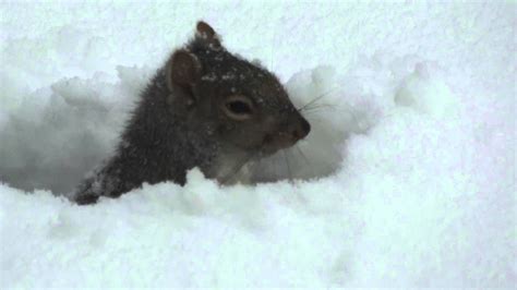 Snow Squirrel Youtube