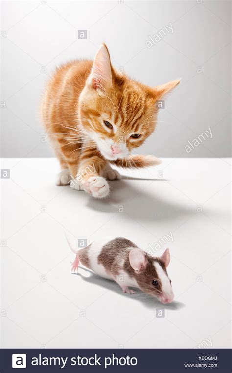 Cat Catching Mouse Stock Photos And Cat Catching Mouse Stock Images Alamy