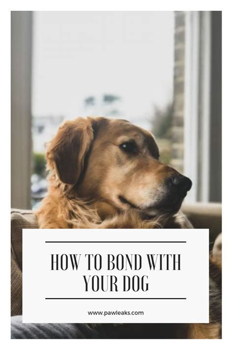 The Right Way To Bond With Your Dog Dog Behavior Training Dogs