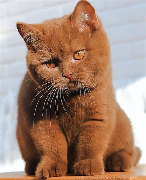 Pictures Of Cats Cinnamon British Shorthair