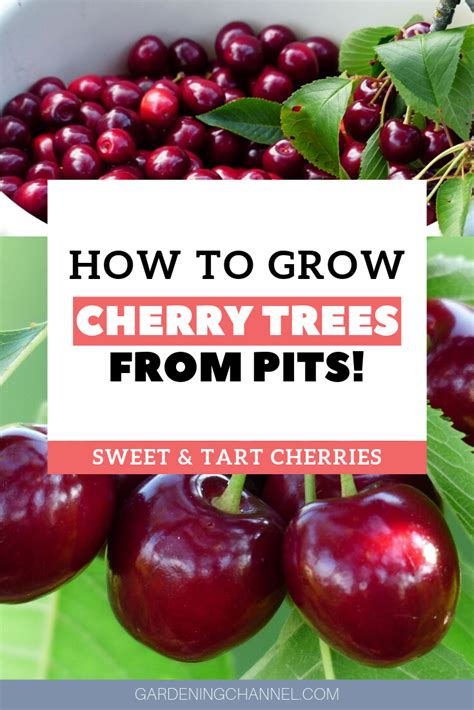 How To Grow Cherries From Fresh Seeds Home And Garden Reference