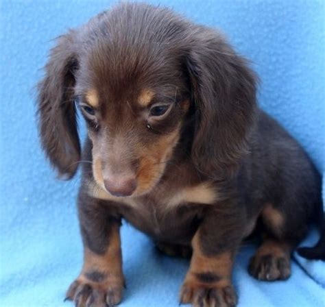 Dog in appleton, wi appleton, wi. Dachshund Puppies For Sale | Milwaukee, WI #158822