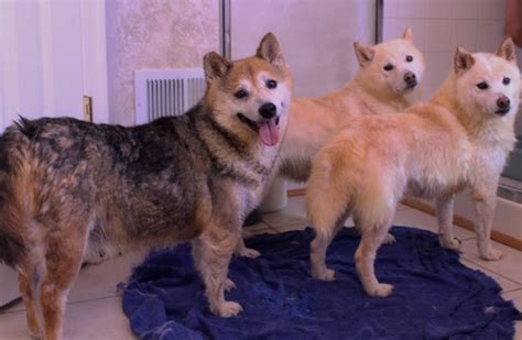 Shiba Inu Rescue Is One And One A Great Method To Adopt