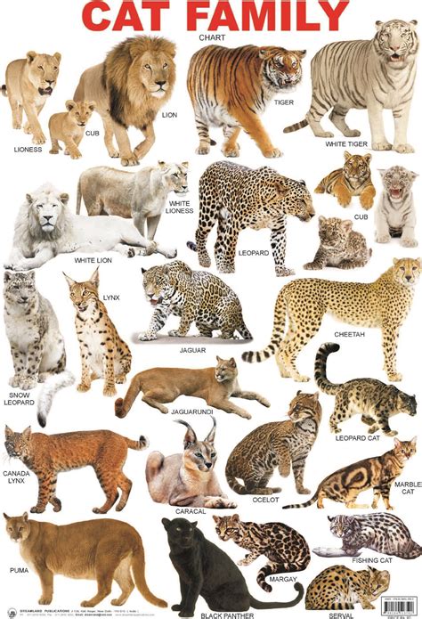 Wild Animals List With Pictures