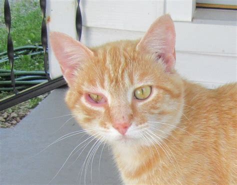 Red Swollen Eye In Cats Cat Meme Stock Pictures And Photos