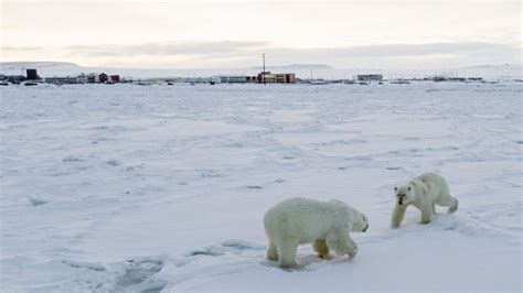 56 Hungry Polar Bears Invade Russian Village Says Wwf World News