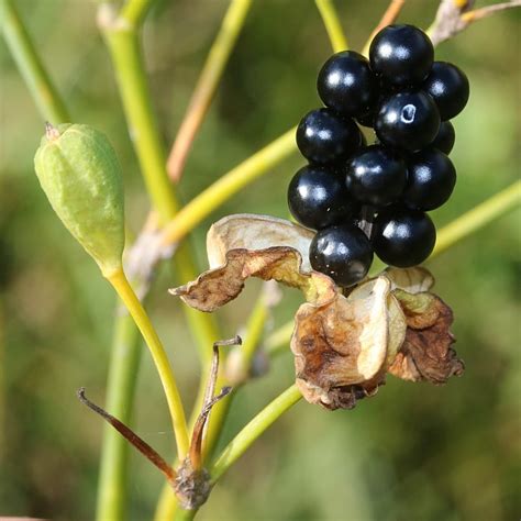 How To Grow Blackberry Lilies Leopard Lilies Dengarden