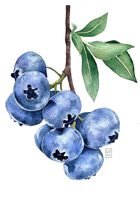 Blueberry Branch In Watercolor An Art Print By Luli Reis Fruit Art