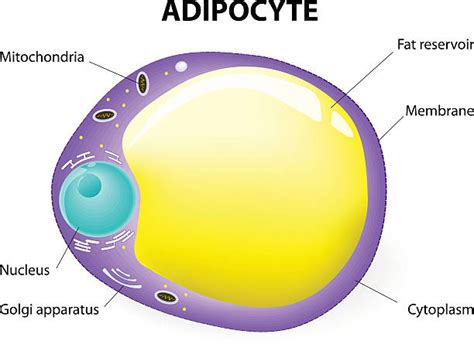 Adipose Tissue Hair Follicles Growth Treatment In Lahore Pakistan Call Us