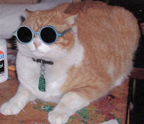 18 Best Cats Wearing Specs Images On Pinterest Animals Funny Animals