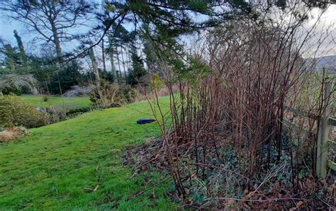 Commercial Japanese Knotweed Removal Invasive Weed Management