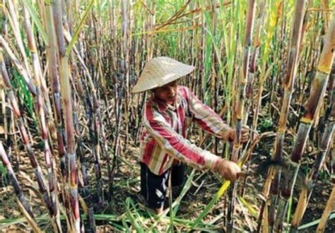 Kebun Tebu Di Indonesia Terbatas Rni Bakal Optimalisasi Aset Lahan