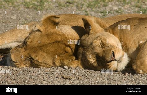 Lions Sleeping Together Head Shots Stock Photo Alamy