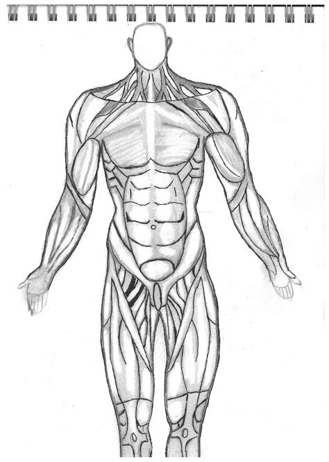 Artstation Human Body Muscle Studies