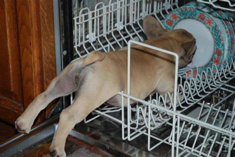 13 Funny Photos Of Clumsy Animals