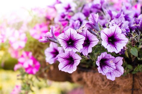 How To Grow Petunias Care And Growing Tips Horticulture™