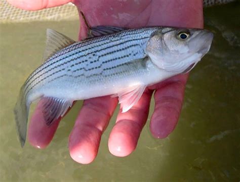 Stocking Rate Effects On Growing Juvenile Sunshine Bass Responsible