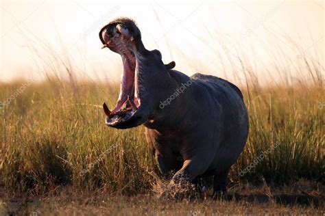 El Hipopótamo Común Hippopotamus Amphibius O Hipopótamo Al Atardecer