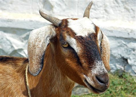 Goat In Kerala India Nostalgic T Allan Flickr