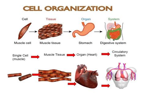 Cells And Organization Bundle Teaching Resources