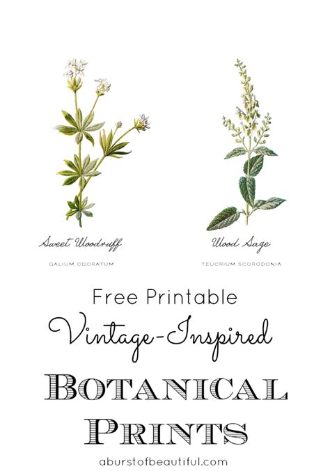 Free Vintage Inspired Botanical Printables A Burst Of Beautiful