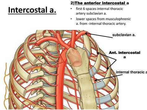 Ppt Intercostal Vessels And Nerves Powerpoint Presentation Free