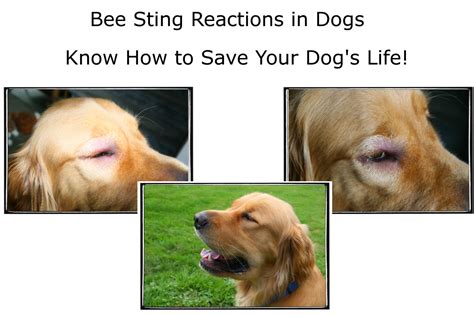 What To Do If Your Dog Is Stung By A Bee Pethelpful