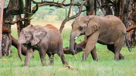 Orphaned Elephants In Zimbabwe Make An Emotional Return To The Wild