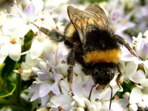 Bumble Bee Facts And Latest Photographs The Wildlife