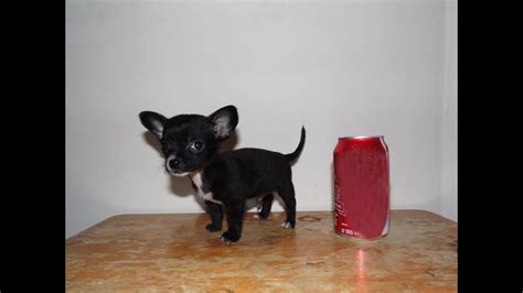 Perro Chihuahua Mini Toy Cabeza De Manzana Bleumoonproductions