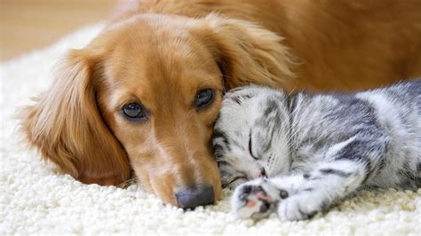 Things that make you go aww! Dogs versus cats: Scientists reveal which one is smarter | Fox News