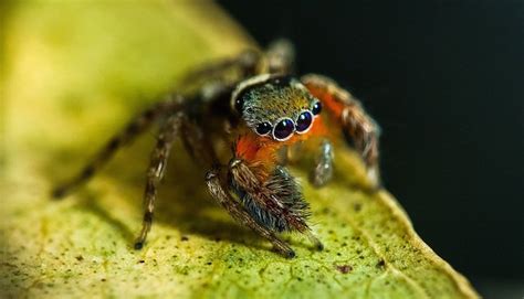 científicos descubren nuevas especies de arañas saltarinas consideradas las más hermosas de