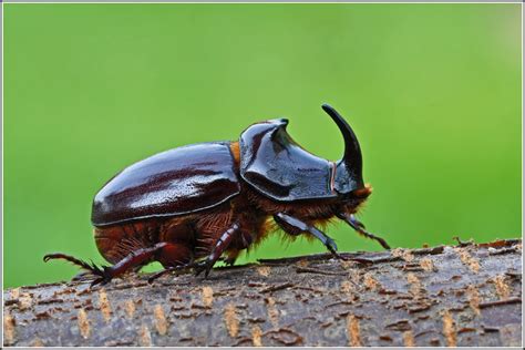 Gefunden auf einem bürgersteig in reicholzheim im taubertal.der nashornkäfer (oryctes nasicornis) ist ein käfer aus der der familie der blatthornkäfer. Nashornkäfer Oryctes nasicornis .... Männchen Foto & Bild ...