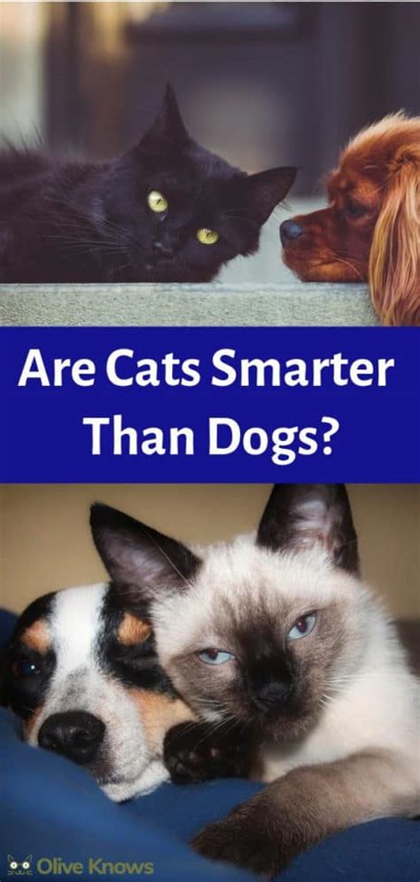 Are Cats Smarter Than Dogs Oliveknows