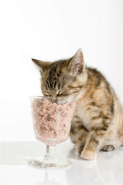 Is Tuna Safe for Cats? | ThriftyFun