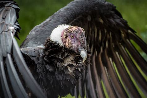 Andean Condor Photo By Bob Worthington — National Geographic Your Shot